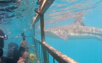 Great white shark cage diving in South Africa, Shark Cage Diving Great white shark cage diving in South Africa