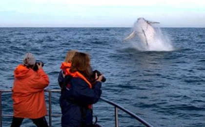 Whale watching South Africa