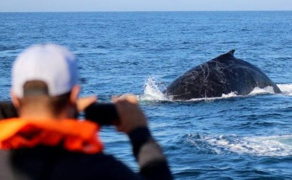 Photographing whales near Cape Town, South Africa