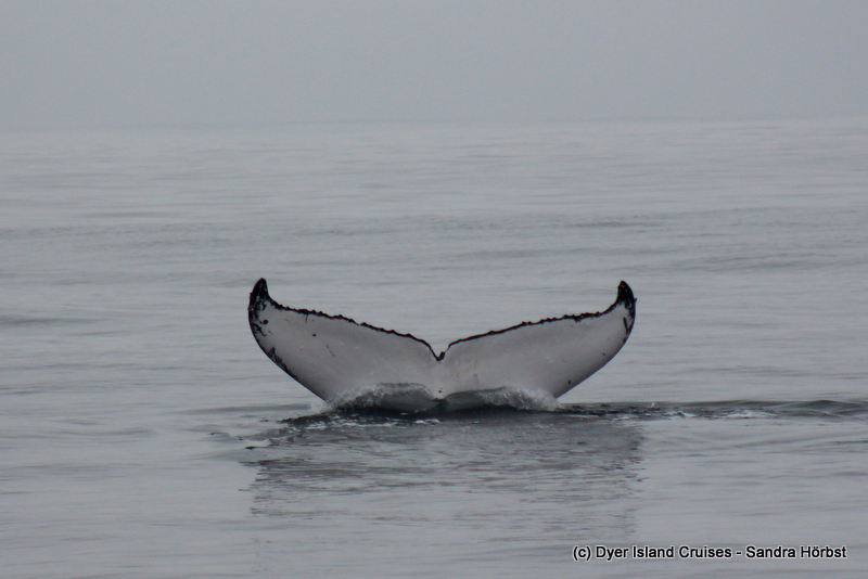 Misty Saturday with flukes! Marine Big 5 Daily Blog