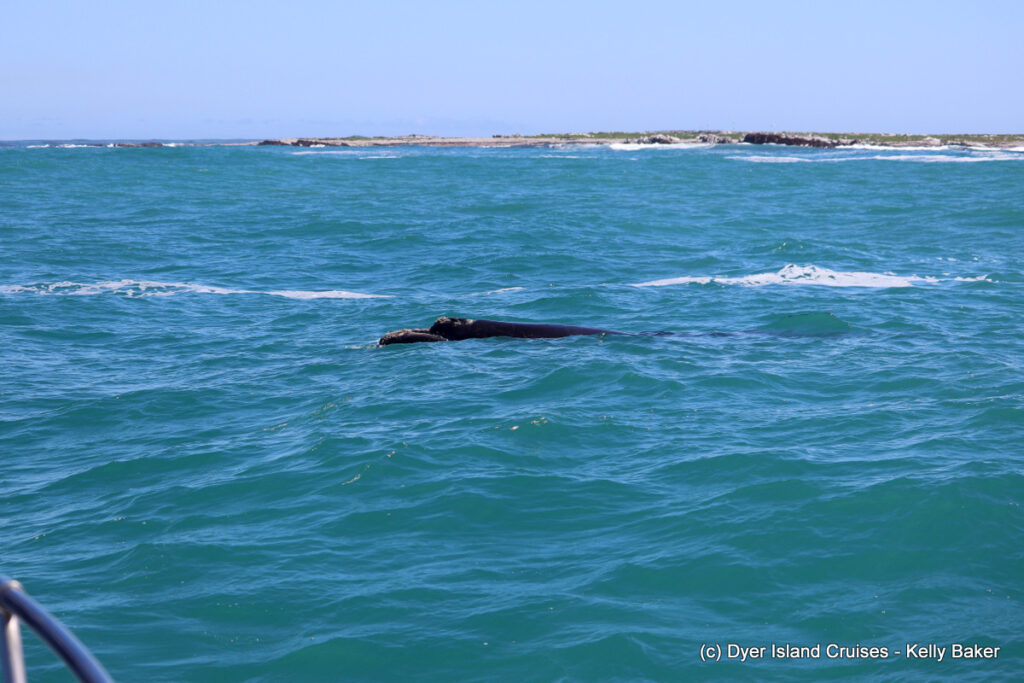 whale watching, gansbaai, south africa, southern right whale