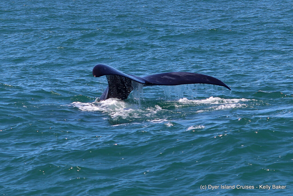 whale watching, gansbaai, south africa, southern right whale