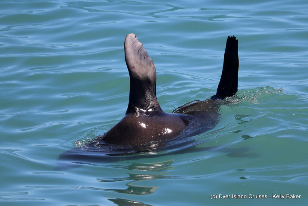 whale watching, gansbaai, south africa, cape fur seal