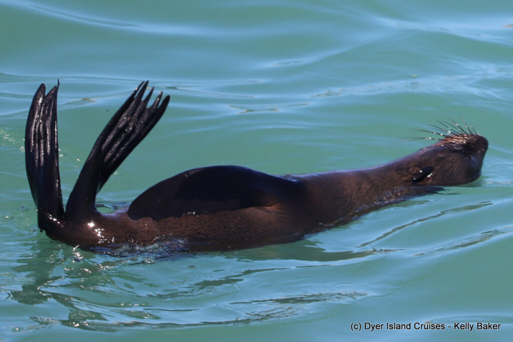 whale watching, gansbaai, south africa, cape fur seal in water