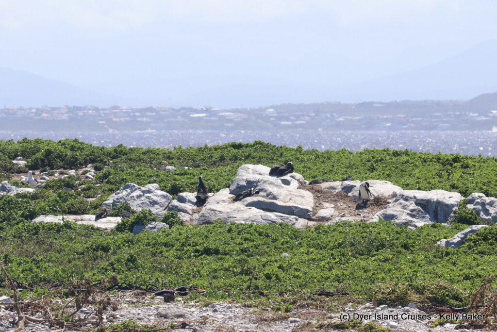 whale watching, gansbaai, south africa, african penguin