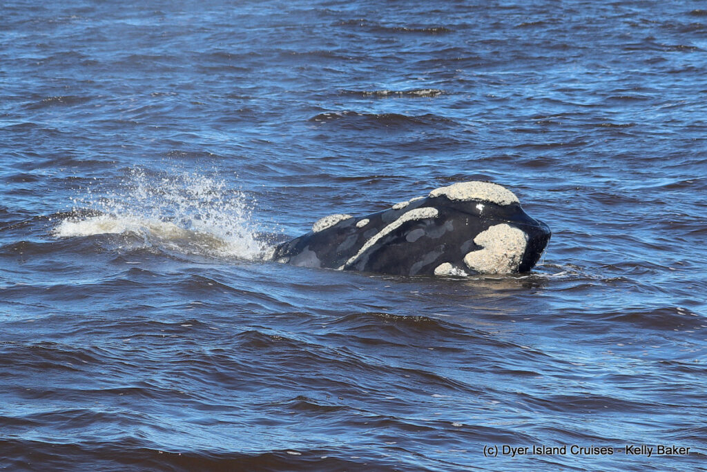 whale watching, gansbaai, south africa, southern right whale