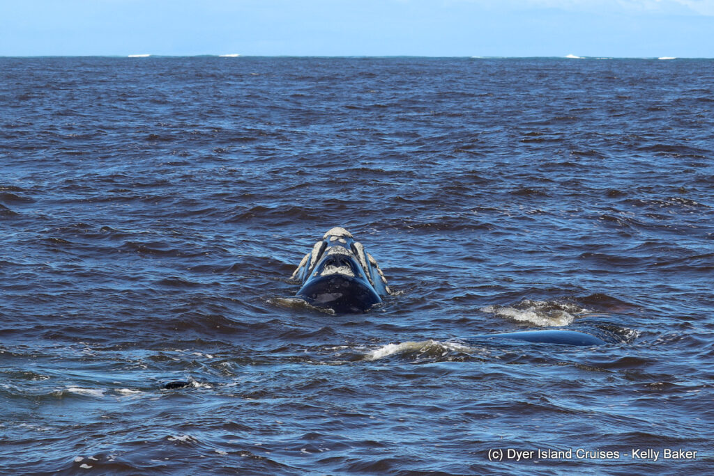 whale watching, gansbaai, south africa, southern right whale