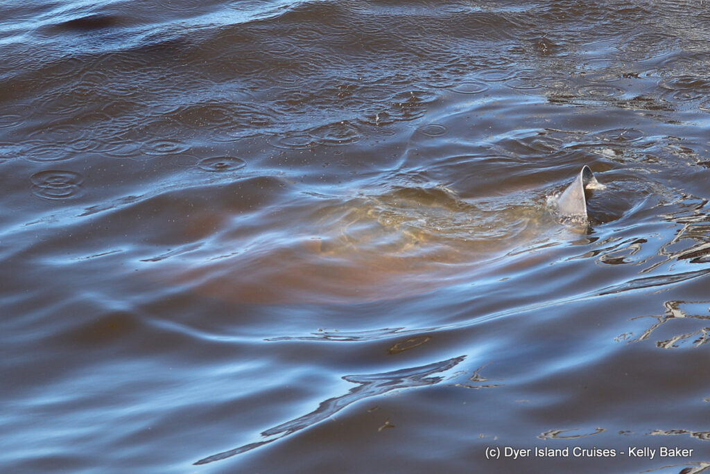 whale watching, gansbaai, south africa, short-tail stingray