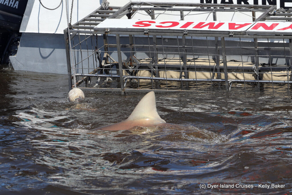 whale watching, gansbaai, south africa, Bronze whaler shark