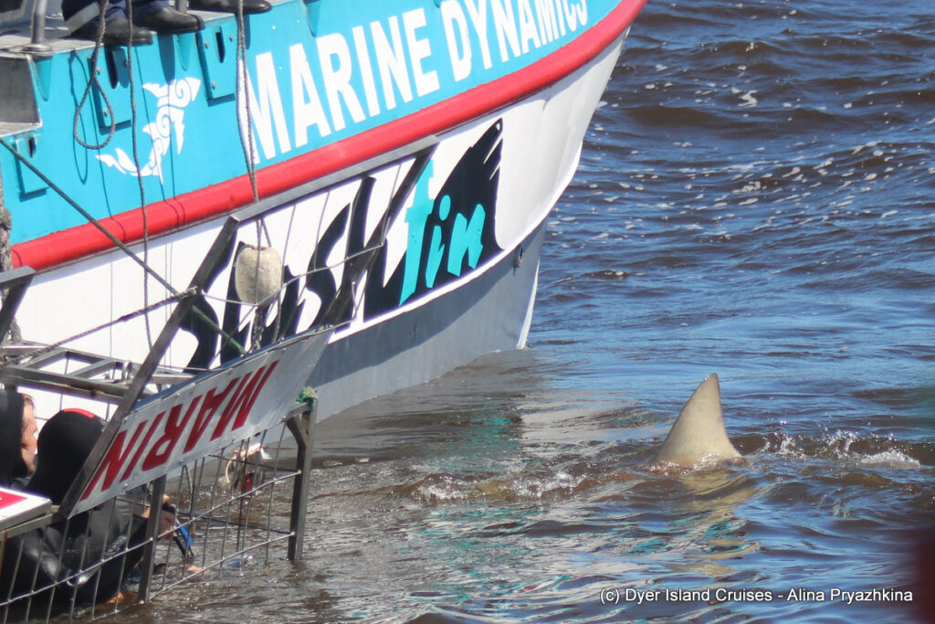 whale watching, gansbaai, south africa, Bronze whaler shark