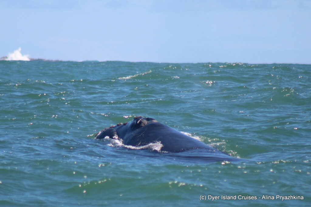 whale watching, gansbaai, south africa, southern right whale