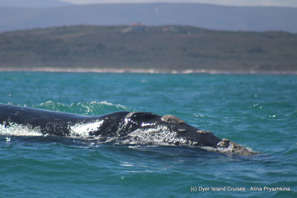 whale watching, gansbaai, south africa, southern right whale