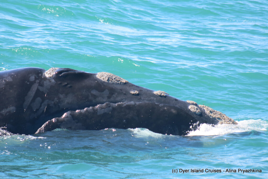 whale watching, gansbaai, south africa, southern right whale