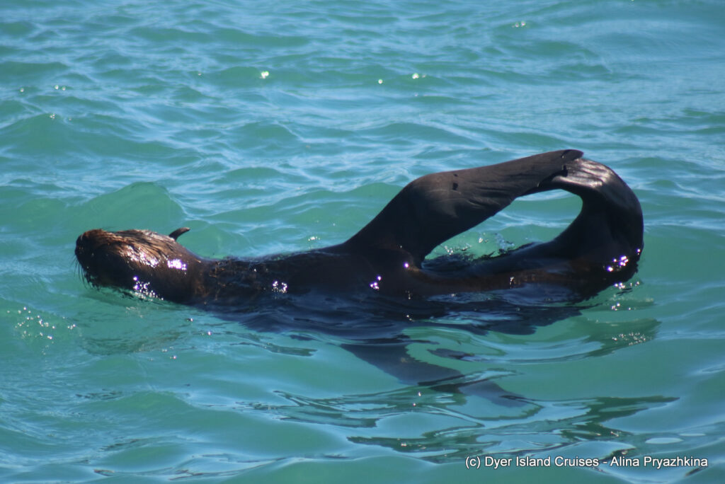 whale watching, gansbaai, south africa, cape fur seal