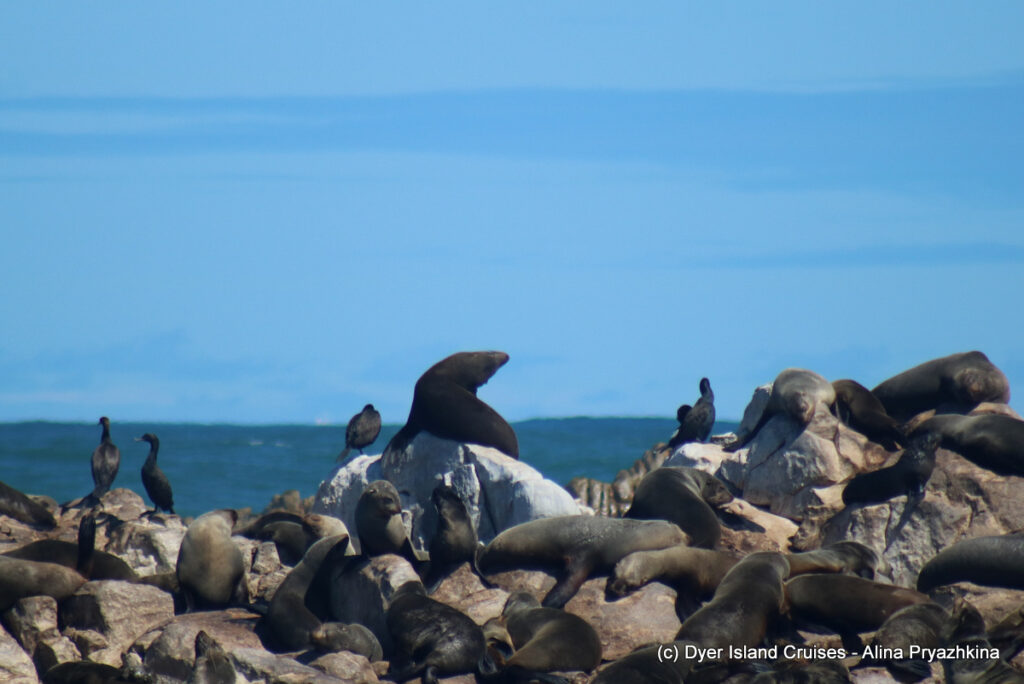 whale watching, gansbaai, south africa, cape fur seal
