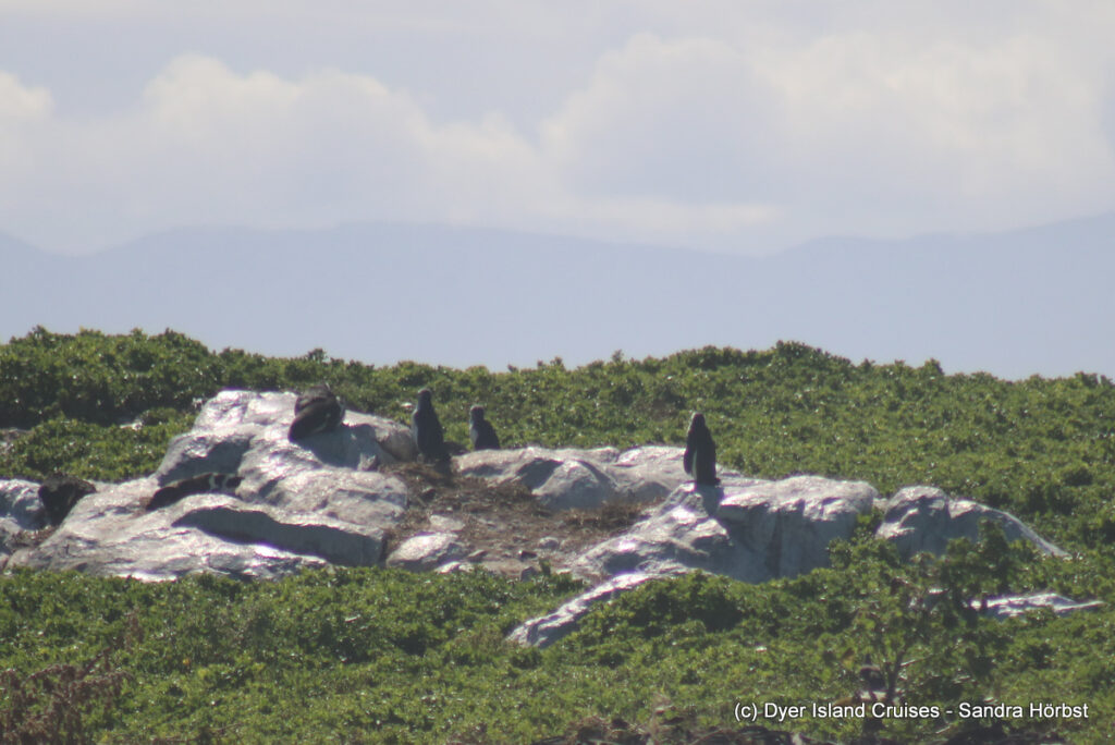 whale watching, gansbaai, south africa, african penguin