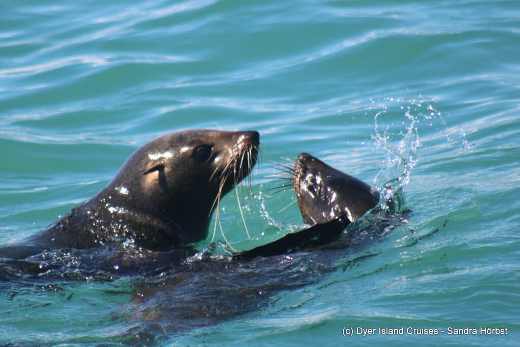 whale watching, gansbaai, south africa, cape fur seal in water