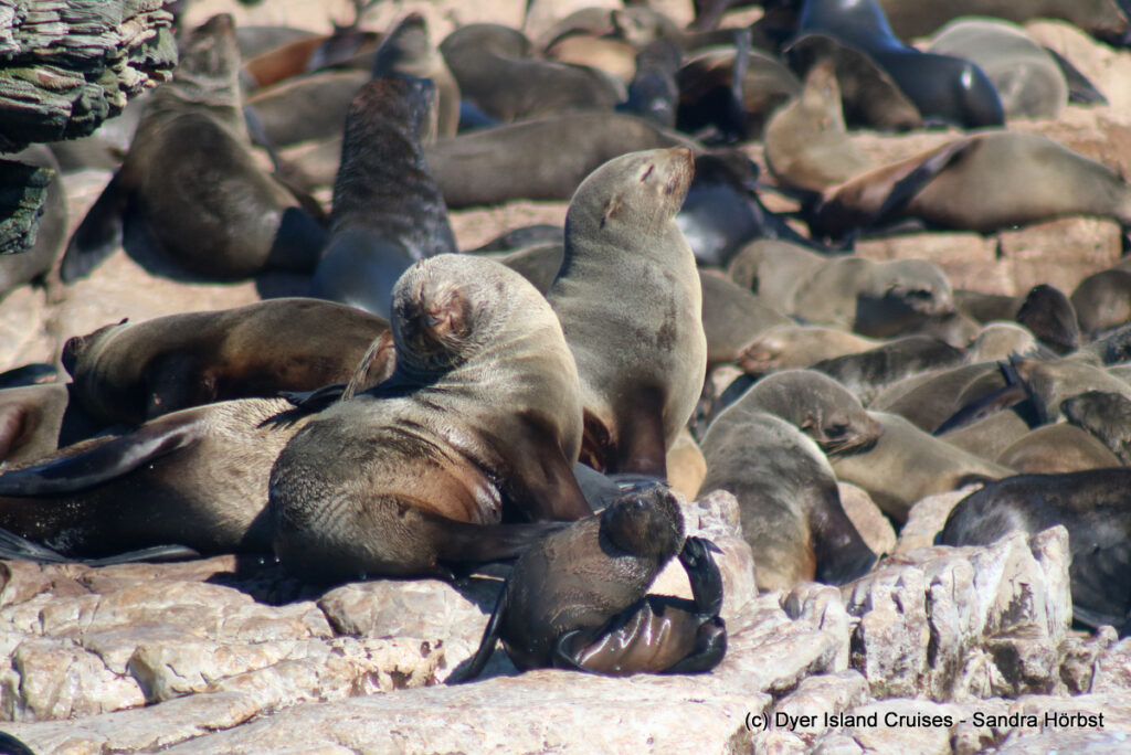 whale watching, gansbaai, south africa, cape fur seal