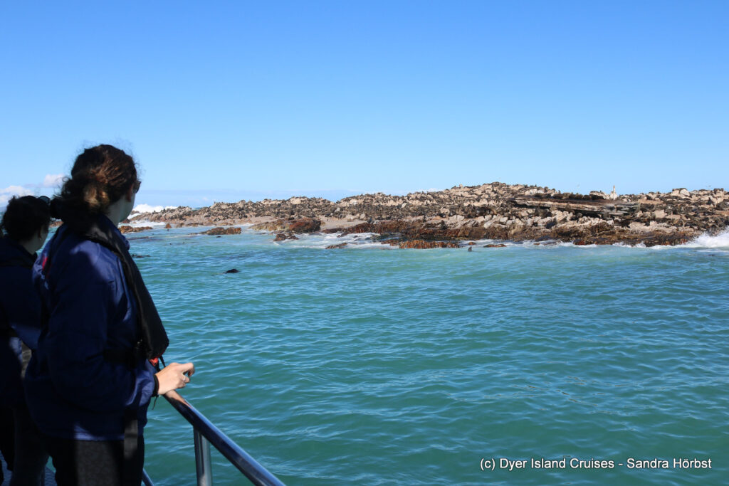 whale watching, gansbaai, south africa, cape fur seal