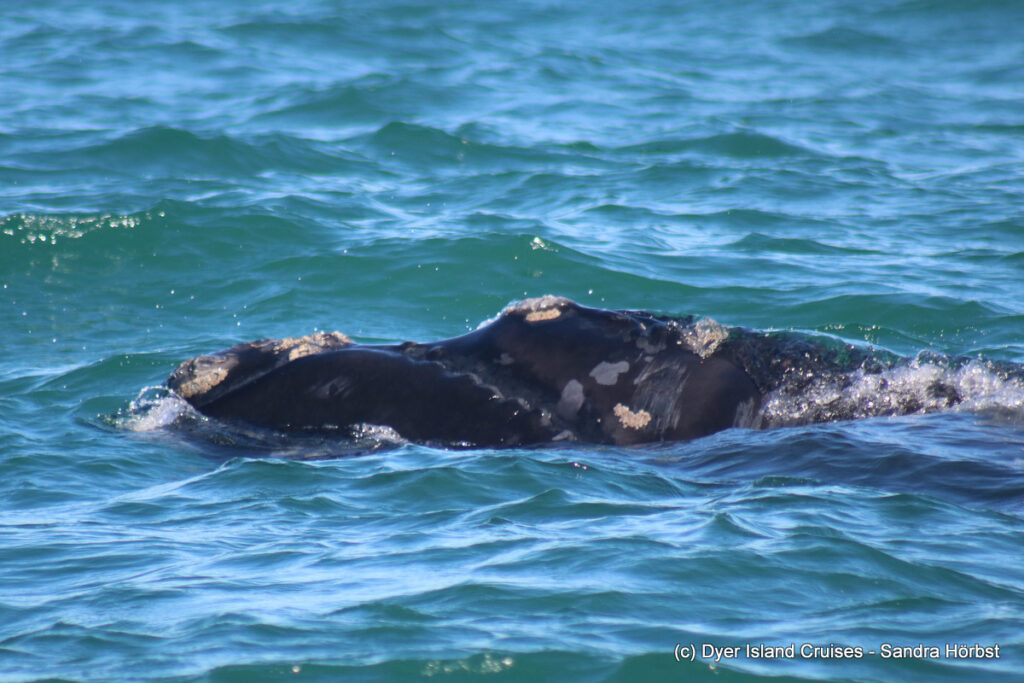 whale watching, gansbaai, south africa, southern right whale