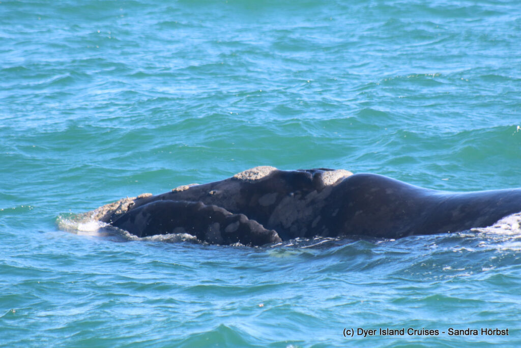whale watching, gansbaai, south africa, southern right whale