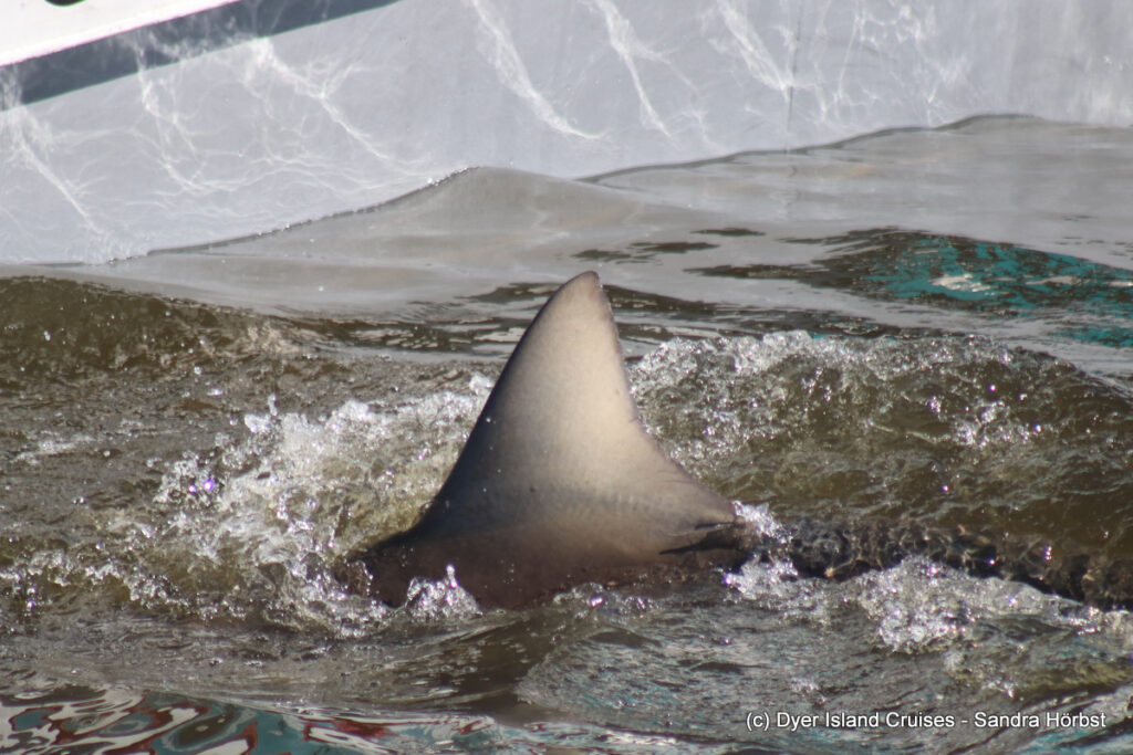whale watching, gansbaai, south africa, Bronze whaler shark