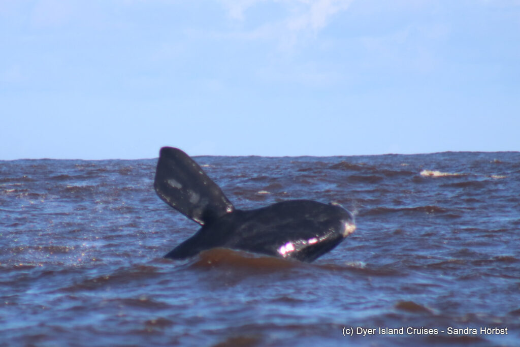 whale watching, gansbaai, south africa, southern right whale