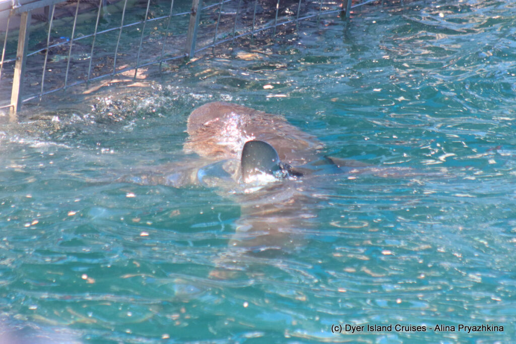 whale watching, gansbaai, south africa, Bronze whaler shark