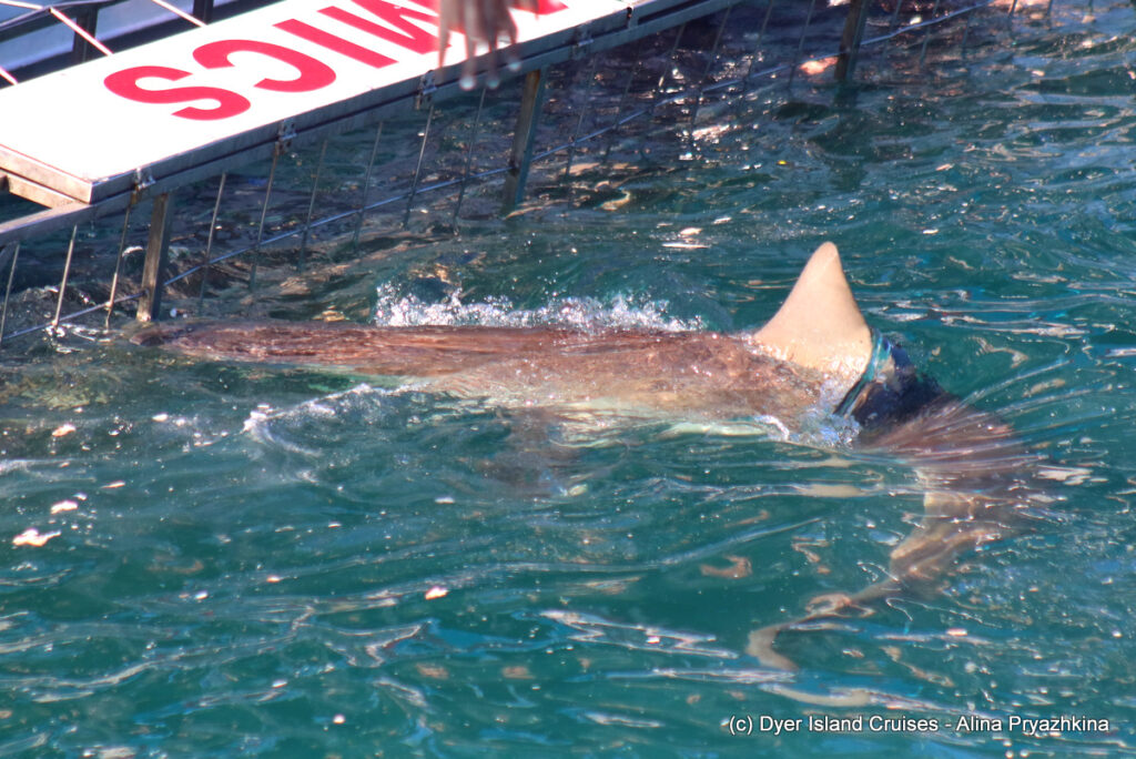 whale watching, gansbaai, south africa, Bronze whaler shark