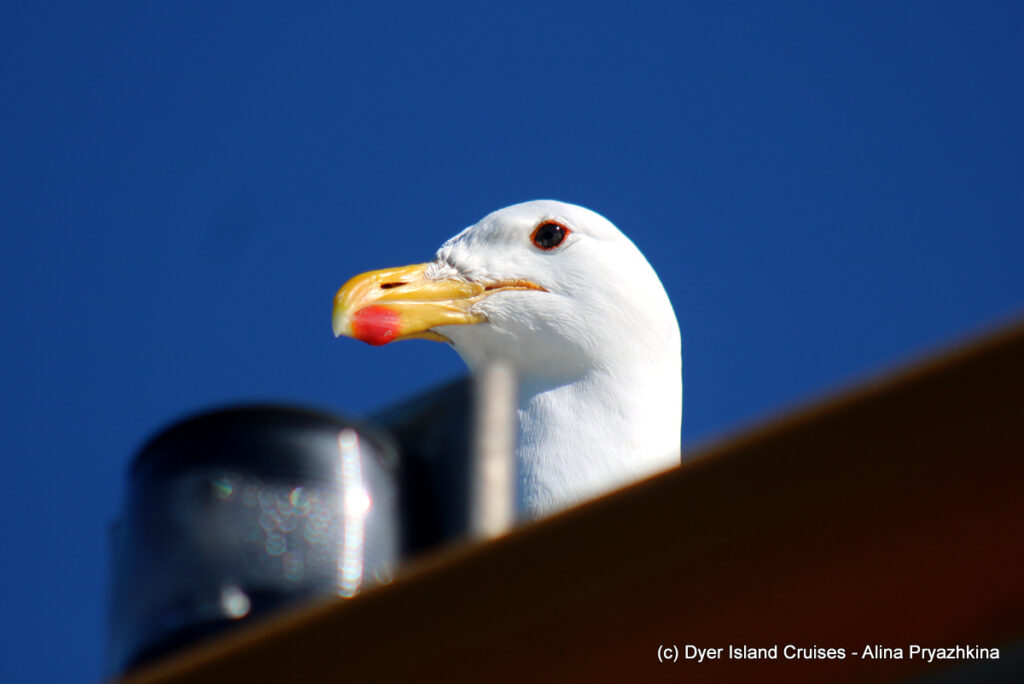 whale watching, gansbaai, south africa, kelp gull