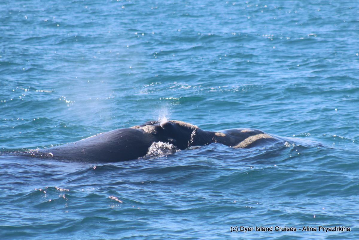 Marine Big 5 Daily Blog 17 October