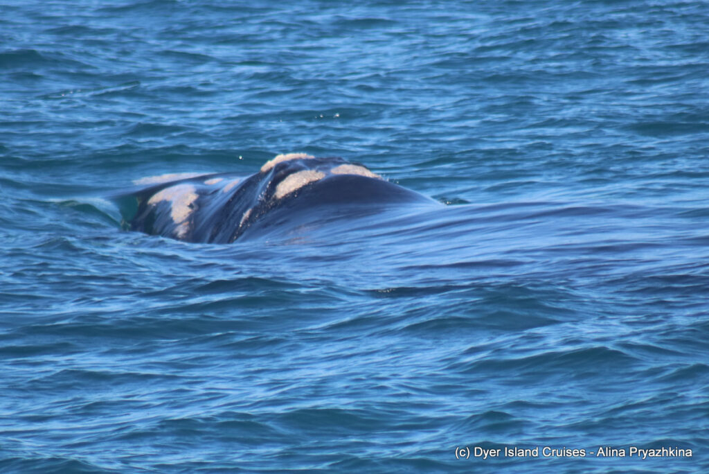 whale watching, gansbaai, south africa, southern right whale