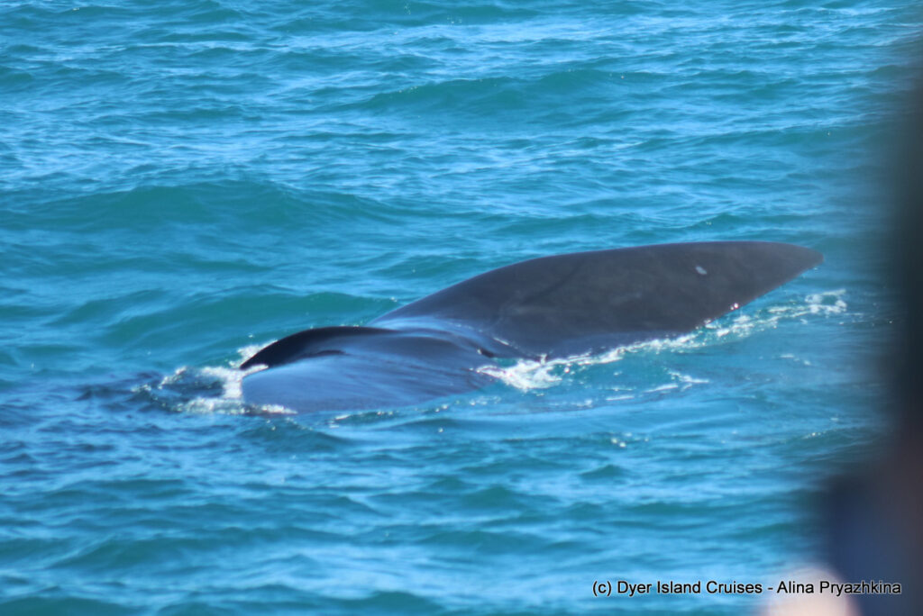 whale watching, gansbaai, south africa, southern right whale