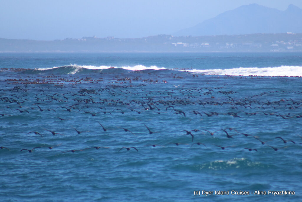 whale watching, gansbaai, south africa, cape cormorant