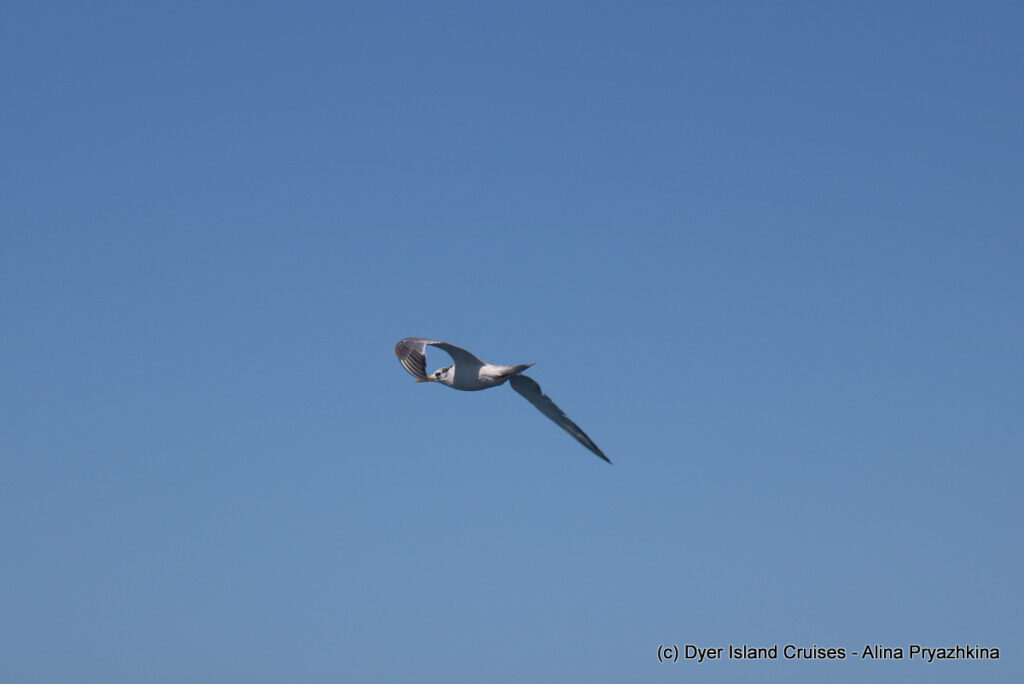 whale watching, gansbaai, south africa, tern