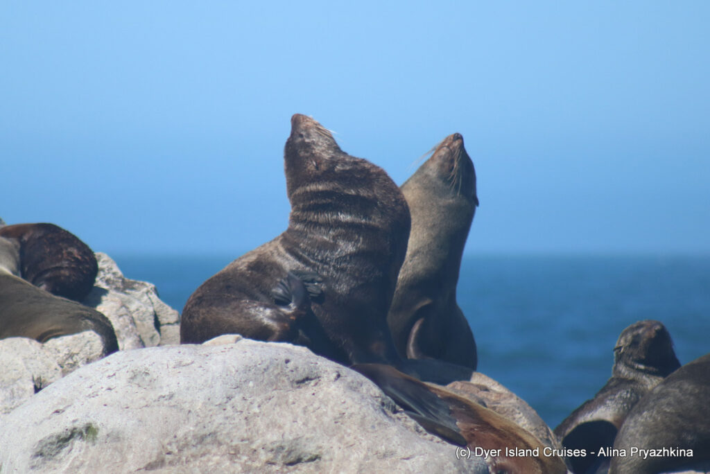 whale watching, gansbaai, south africa, cape fur seal