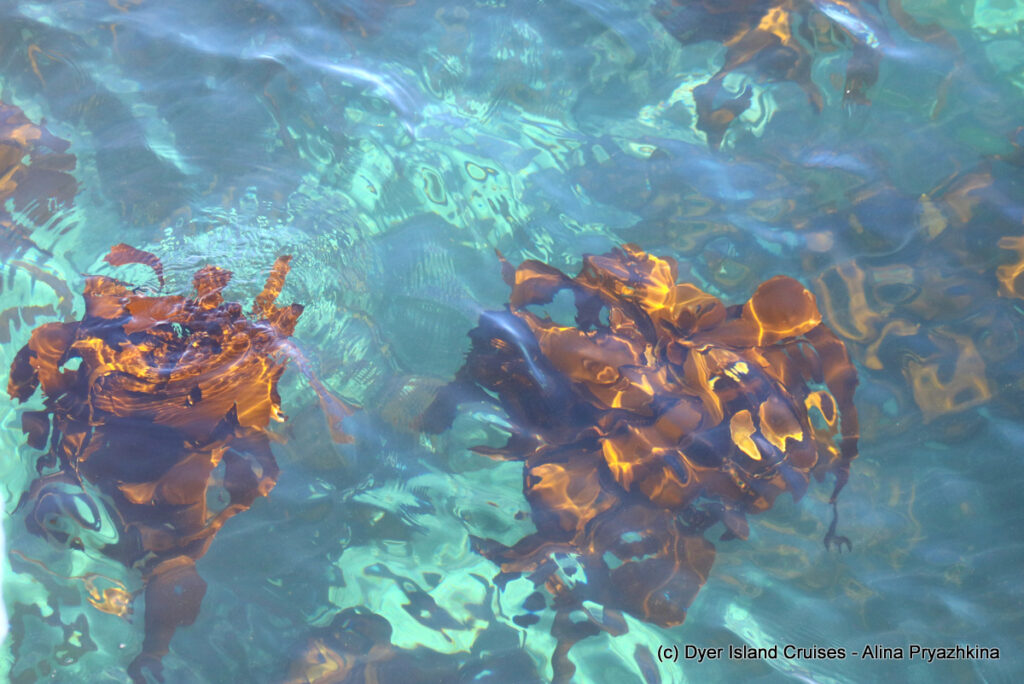 Whale Watching, Gansbaai, South Africa, Kelp
