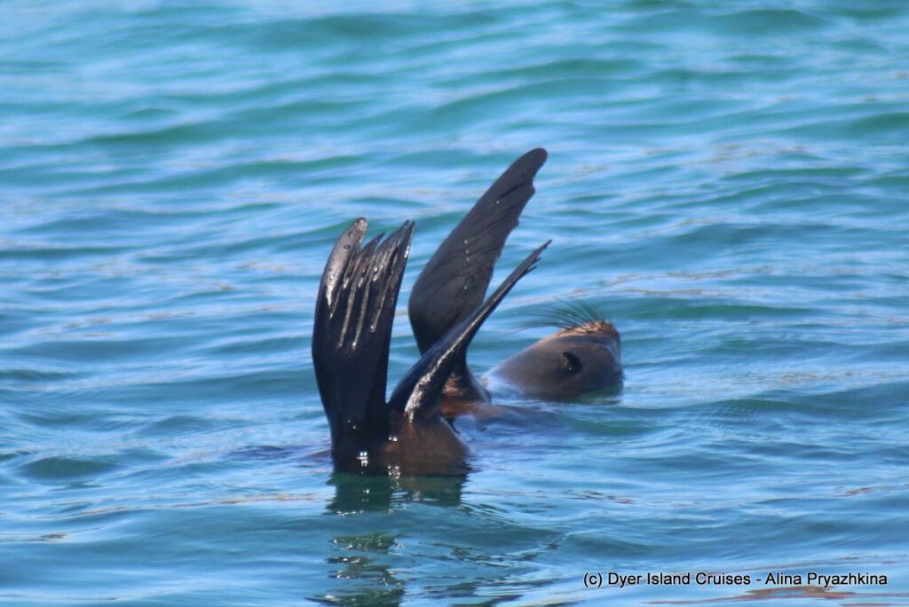 whale watching, gansbaai, south africa, cape fur seal