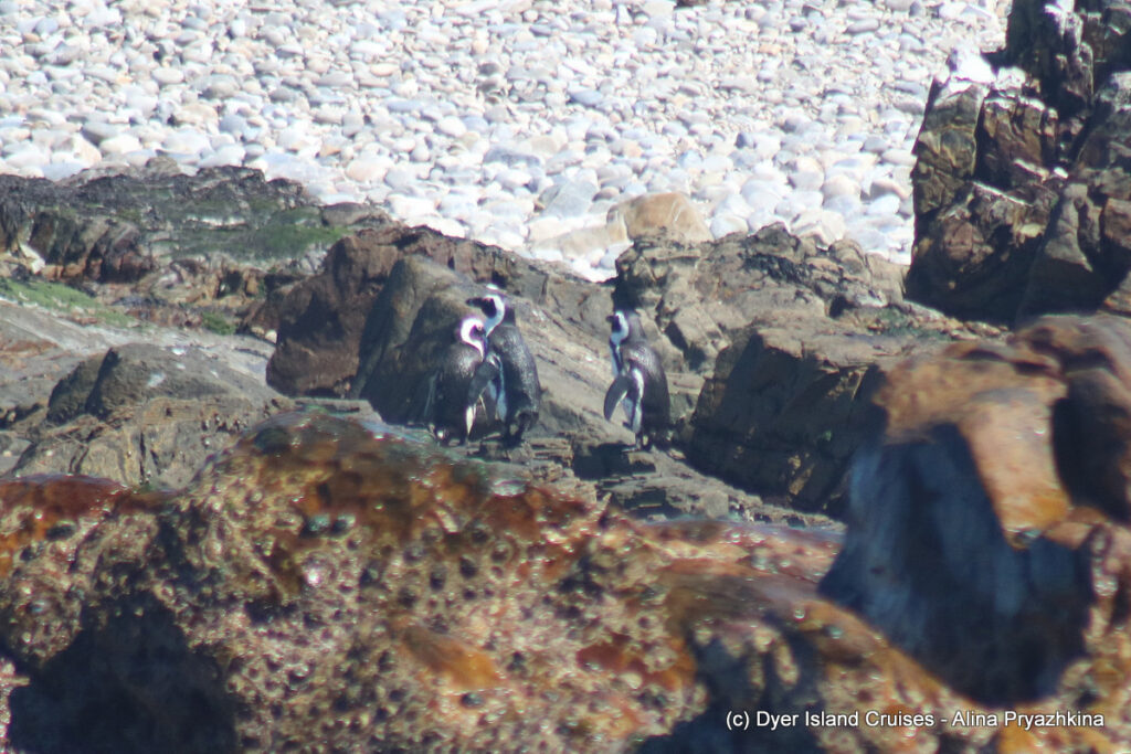 whale watching, gansbaai, south africa, african penguin