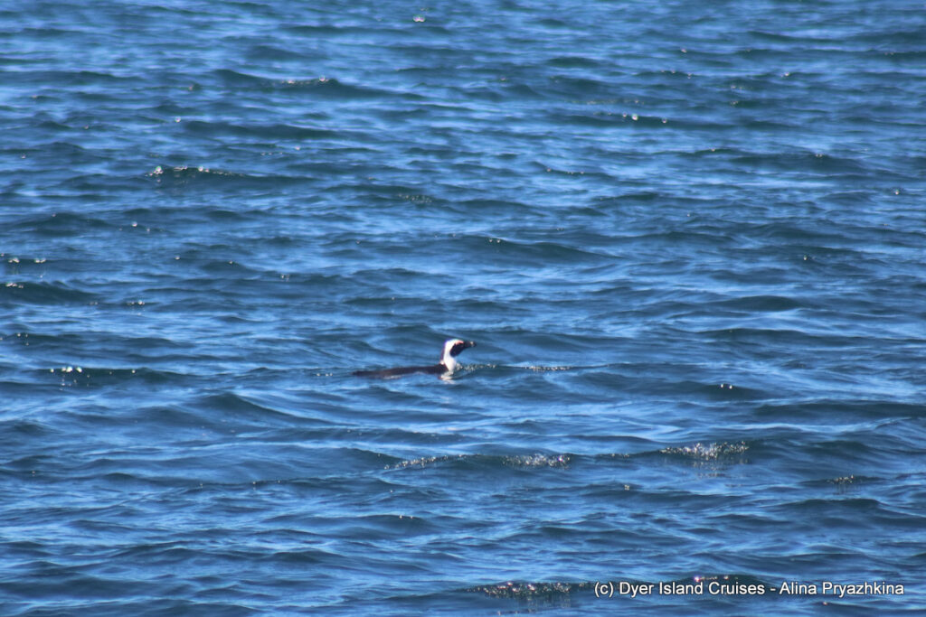 whale watching, gansbaai, south africa, african penguin