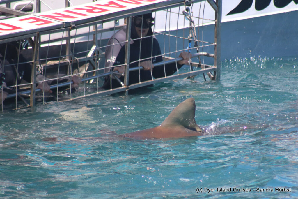 whale watching, gansbaai, south africa, Bronze whaler shark
