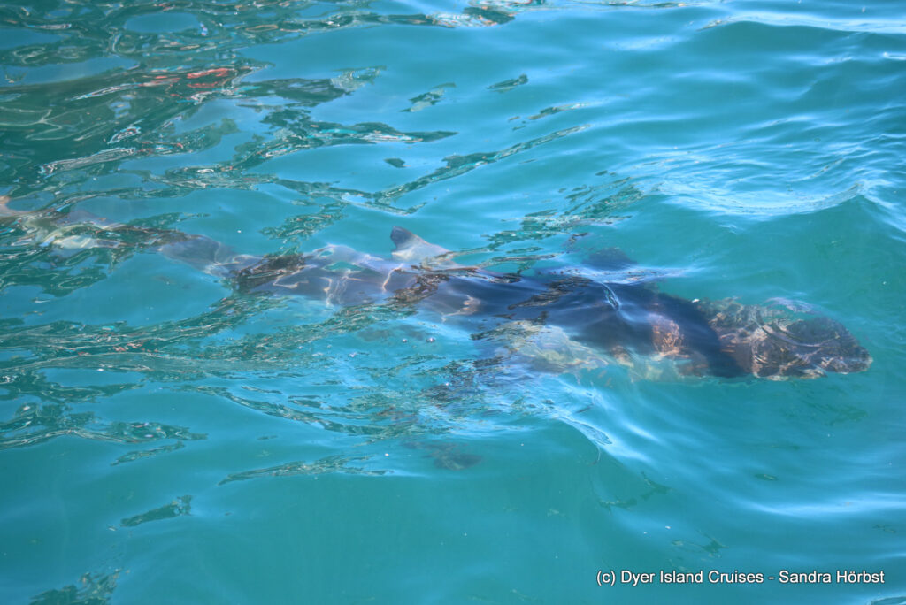 whale watching, gansbaai, south africa, Bronze whaler shark