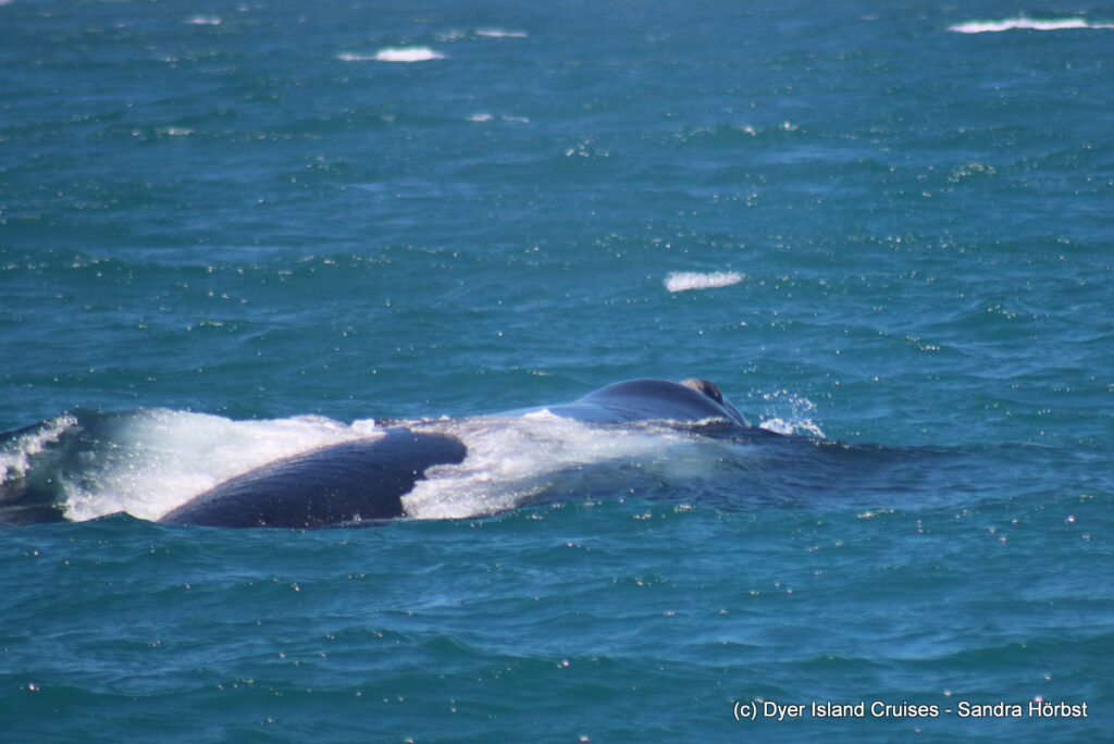 whale watching, gansbaai, south africa, southern right whale