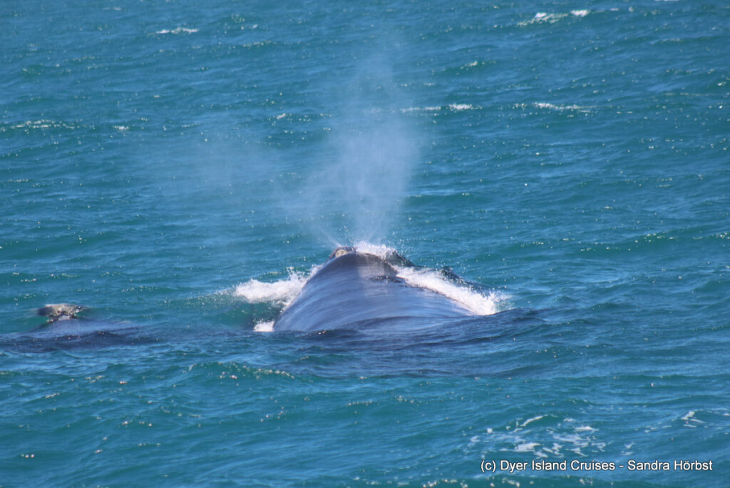 whale watching, gansbaai, south africa, southern right whale