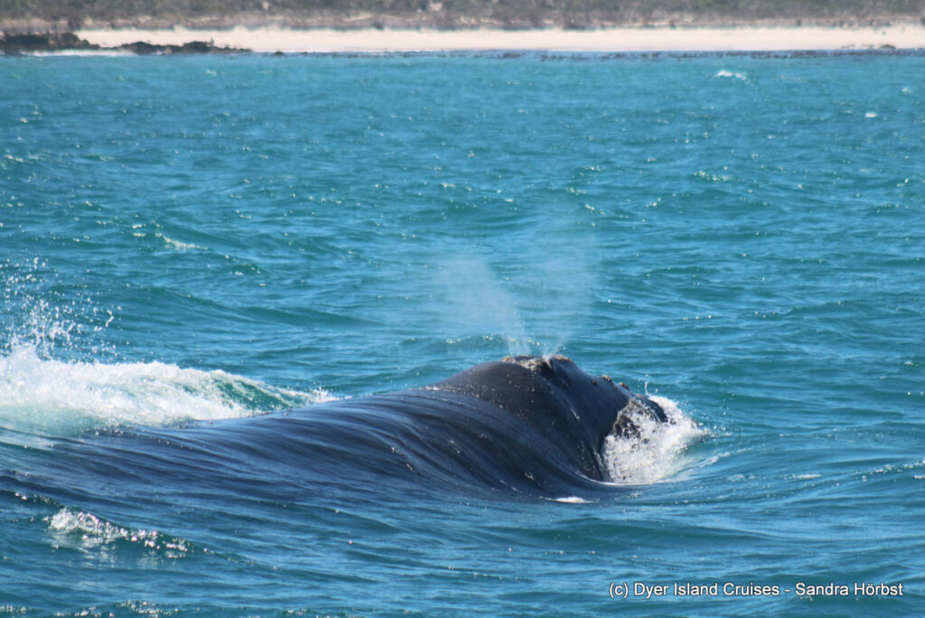 whale watching, gansbaai, south africa, southern right whale