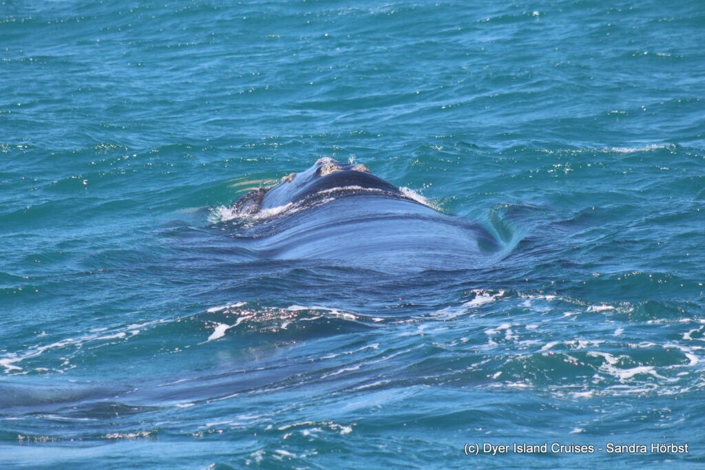 whale watching, gansbaai, south africa, southern right whale