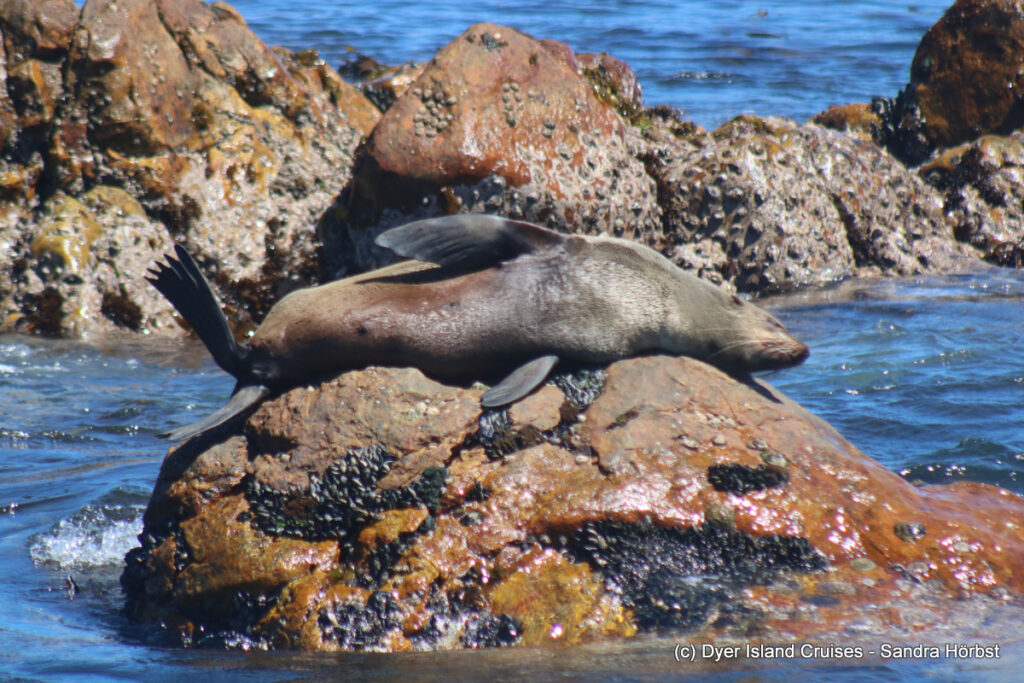 whale watching, gansbaai, south africa, cape fur seal