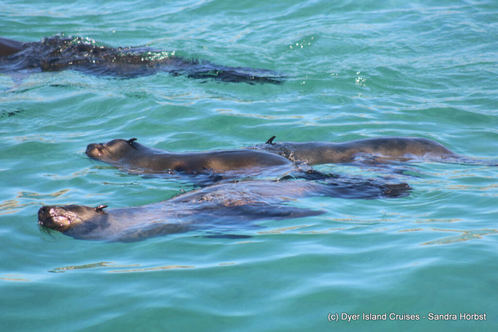 whale watching, gansbaai, south africa, cape fur seal in water