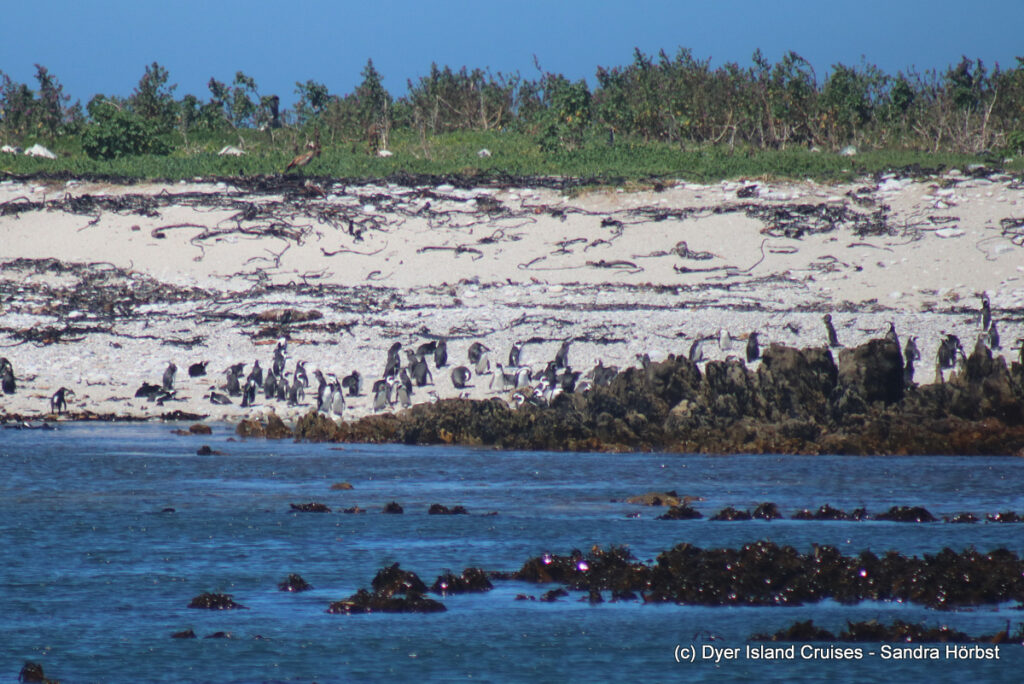 whale watching, gansbaai, south africa, african penguin