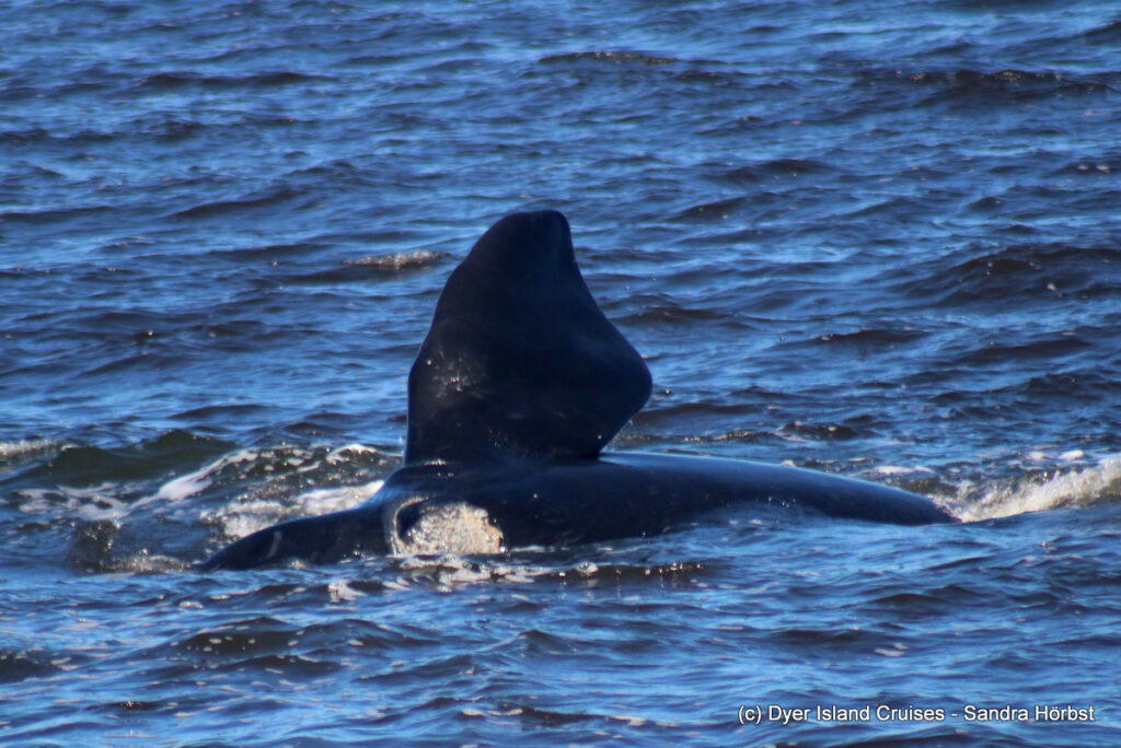 whale watching, gansbaai, south africa, southern right whale